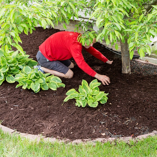 depending on weather conditions and other factors, mulch installation can typically last for 1-2 years before needing to be refreshed